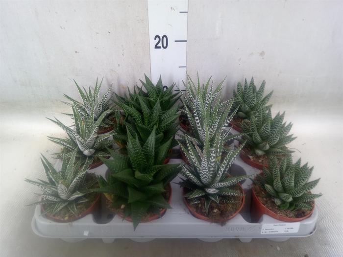 <h4>Haworthia   ...mix</h4>