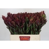 Leucadendron Senorita
