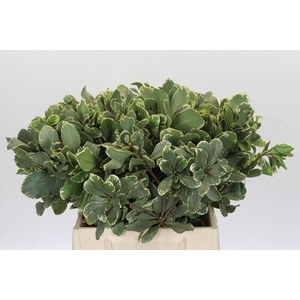Pittosporum Ilan