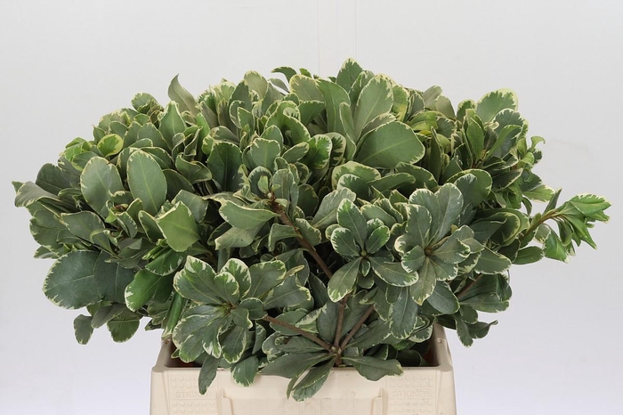 <h4>Pittosporum Ilan</h4>