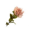 Leucospermum Nutan Pink Light