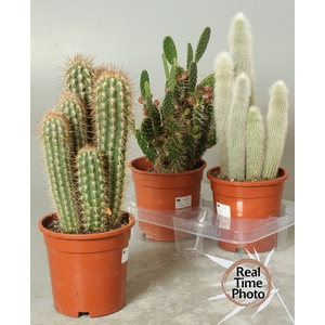 CACTUS GEM