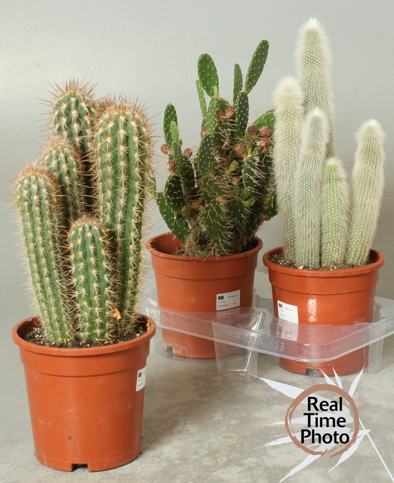 <h4>CACTUS GEM</h4>