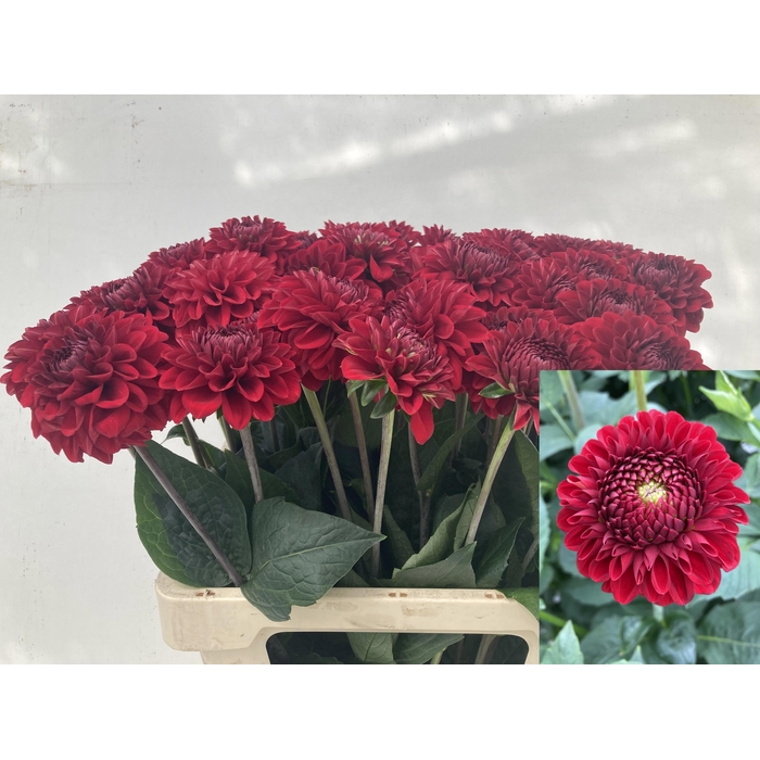 <h4>Dahl Red Fox</h4>
