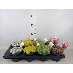 Sempervivum   ...mix