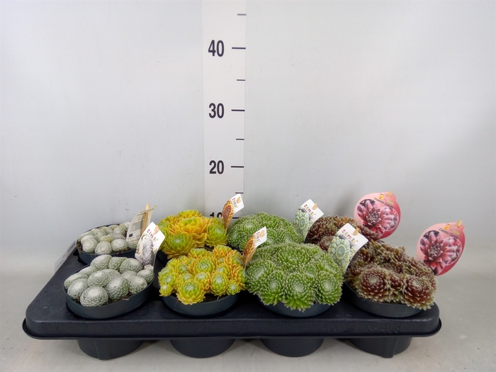 <h4>Sempervivum   ...mix</h4>