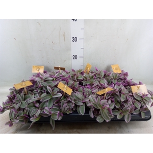 Tradescantia cerinth. 'Sweetness'