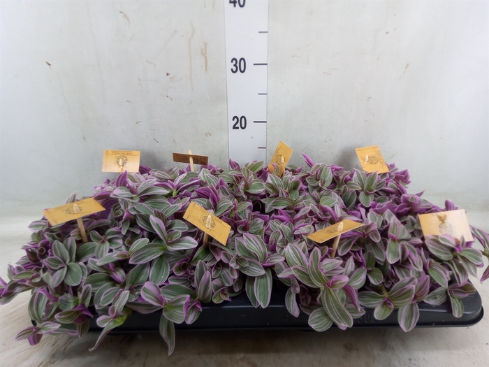<h4>Tradescantia cerinth. 'Sweetness'</h4>