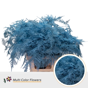 Asparagus Extra V Blauw Licht