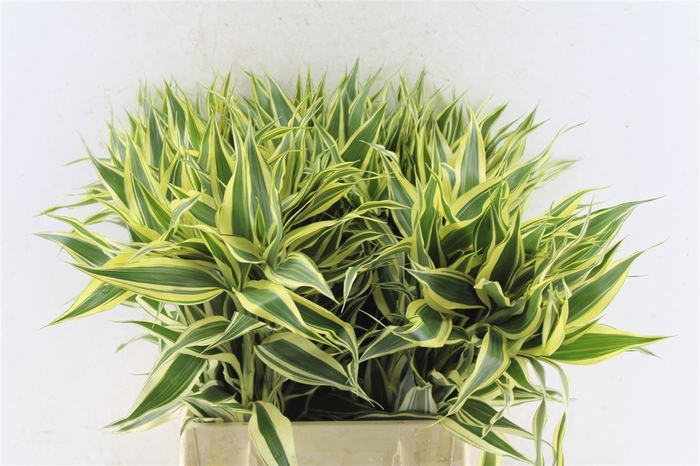 <h4>Sandriana White</h4>