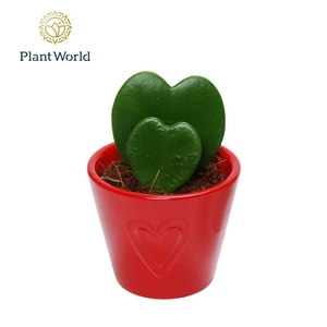 Hoya kerrii double heart 2pp in rood Boston keramiek