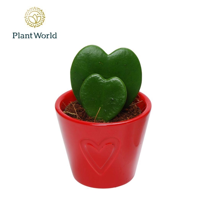 <h4>Hoya kerrii double heart 2pp in rood Boston keramiek</h4>