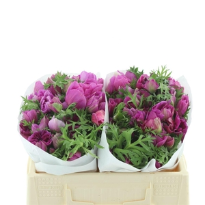 Anem Mistral Cerise Super