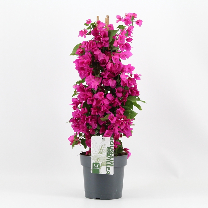<h4>Bougainvillea 'Sanderiana' piramide paars</h4>
