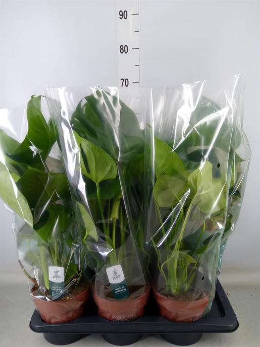 <h4>Monstera delic.</h4>