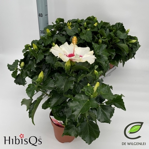 HIBIS BOREAS