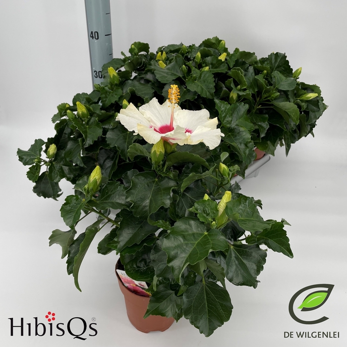 <h4>HIBIS BOREAS</h4>