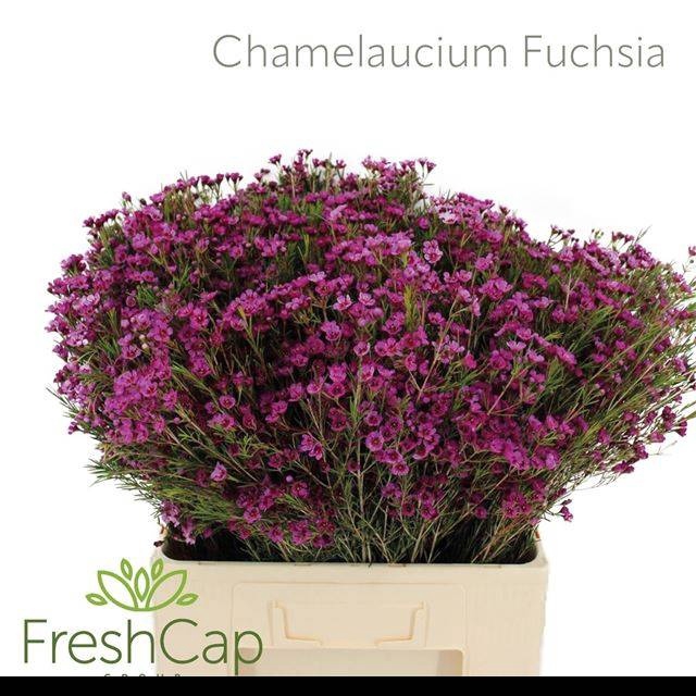 <h4>CHAME UN FUCHS PRIDE</h4>