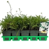 Achillea millefolium