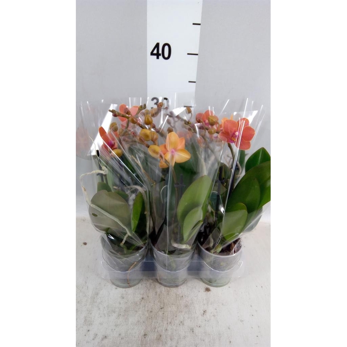 <h4>Phalaenopsis multi. 'Ant Bolzano'</h4>