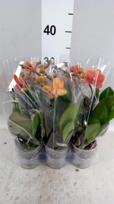 Phalaenopsis multi. 'Ant Bolzano'