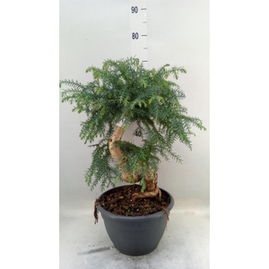 Araucaria   ...