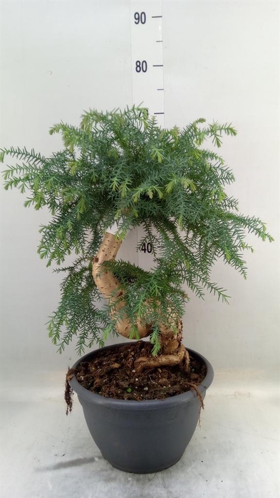 <h4>Araucaria ...</h4>