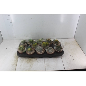 CACTUS RAIZ PROPRIA P11