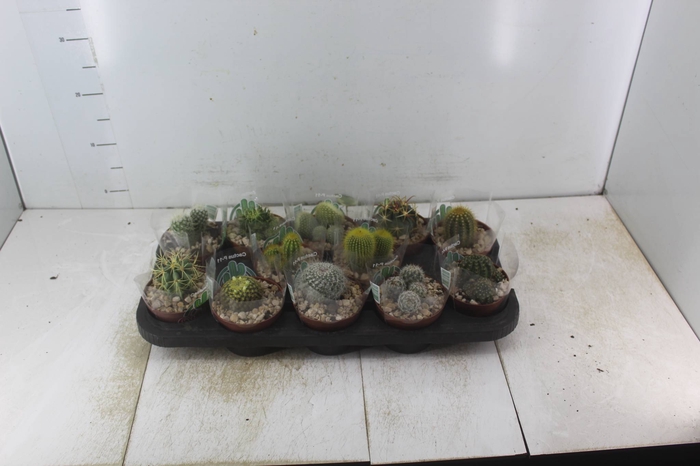 <h4>CACTUS RAIZ PROPRIA P11</h4>