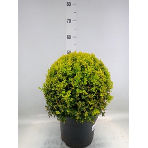Buxus semp.   ...