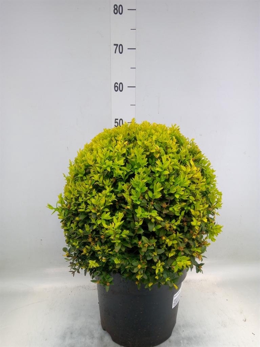 <h4>Buxus semp.   ...</h4>