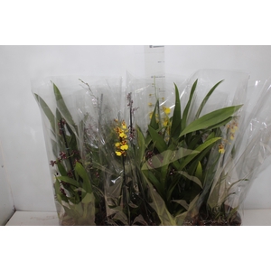 ONCIDIUM VARIADO P15