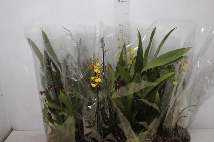 <h4>ONCIDIUM VARIADO P15</h4>
