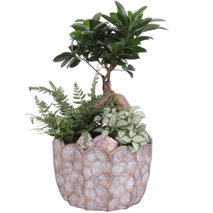 Yearround Arr. Indoor Ceramic Pure Luxury PL670 Ø21cm 3PP