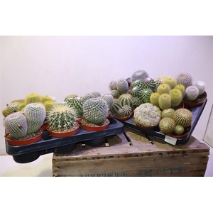 arr8 Cactus Bol Gem
