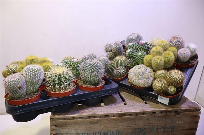 <h4>arr8 Cactus Bol Gem</h4>