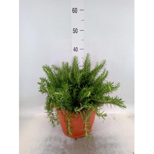 Rosmarinus offi. 'Prostratus'