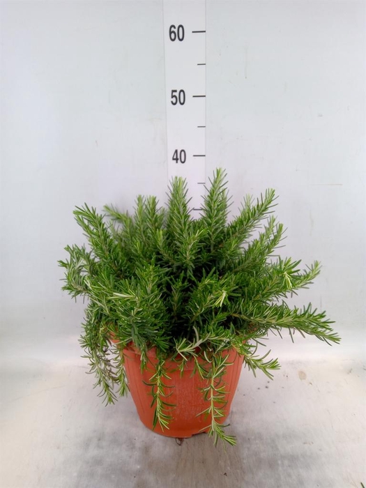 <h4>Rosmarinus offi. 'Prostratus'</h4>