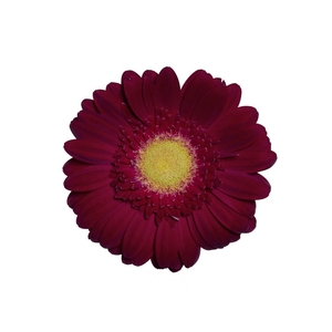 GERBERA AMBASSADOR < 050 CM > 10 CM DIAM
