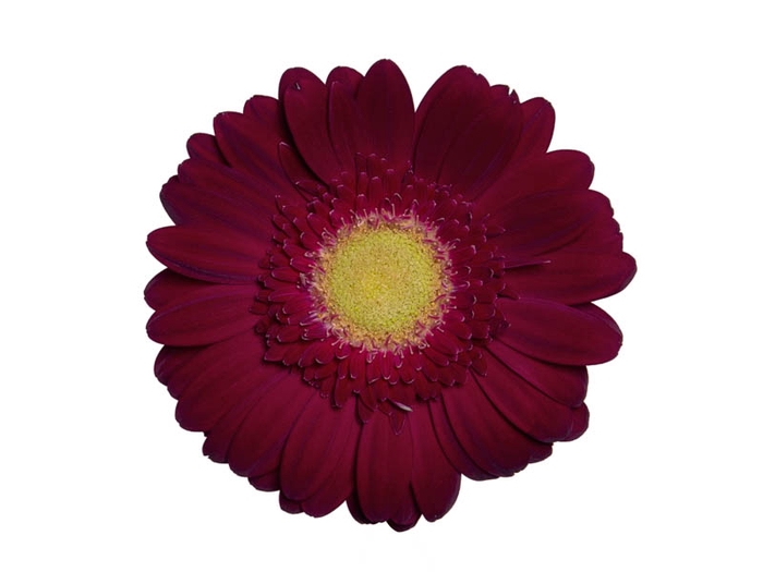 <h4>GERBERA AMBASSADOR < 050 CM > 10 CM DIAM</h4>