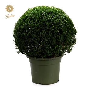 Ilex crenata Ball Ø70cm P45