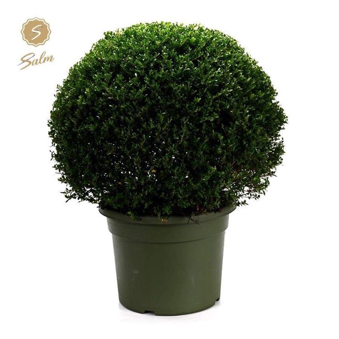 <h4>Ilex crenata Ball Ø70cm P45</h4>