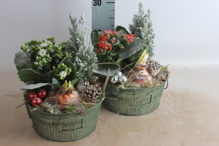 <h4>ARR HIPPEASTRUM</h4>