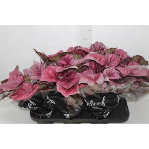 BEGONIA BELEAF INCA FLAME P15 PO