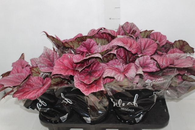 <h4>BEGONIA BELEAF INCA FLAME P15 PO</h4>