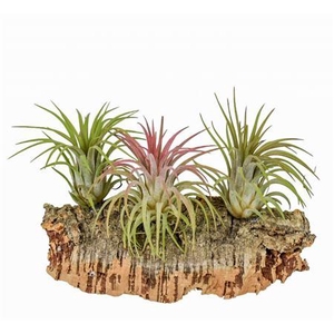 Arrangementen Tillandsia 6%