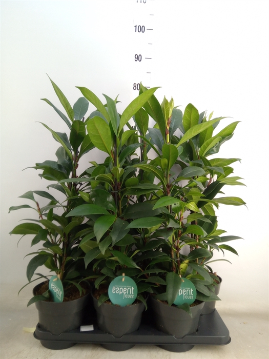 <h4>Ficus cyathistipula 'Compacta'</h4>