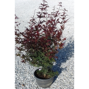 Acer palmatum