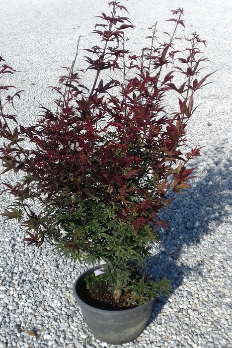 <h4>Acer palmatum</h4>