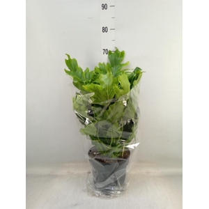 Philodendron bipinn. 'Little Hope'